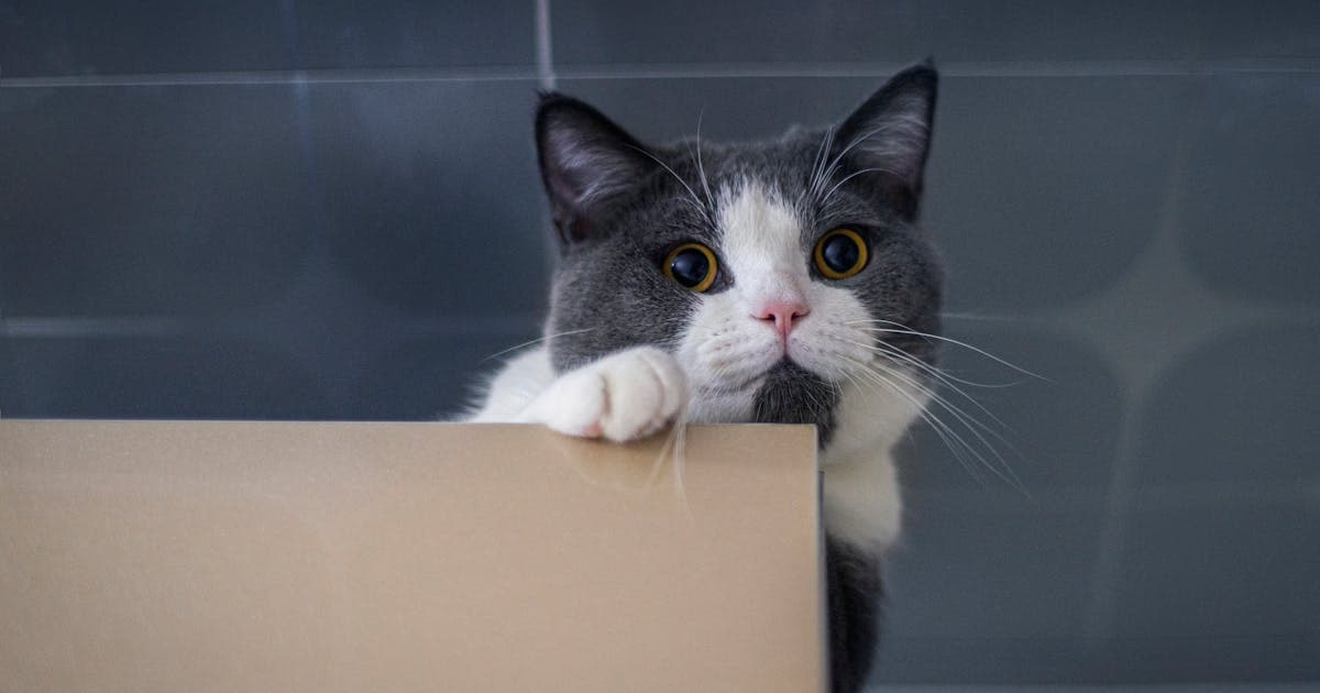 Aydın'da Kedi Sahibi Olmak: Mahalle, İklim, Vet ve Masraf Rehberi