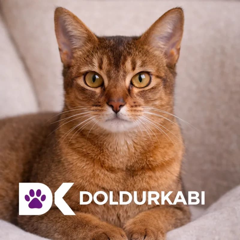 Abyssinian (Habeş Kedisi)