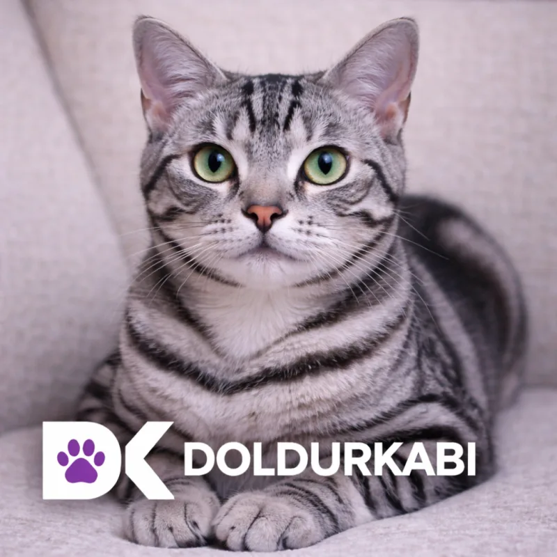 American Shorthair (Amerikan Kısa Tüylü)