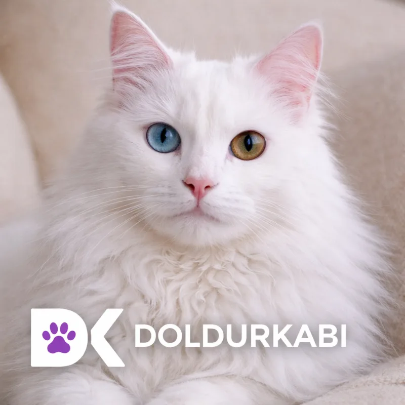 Turkish Angora (Ankara Kedisi)