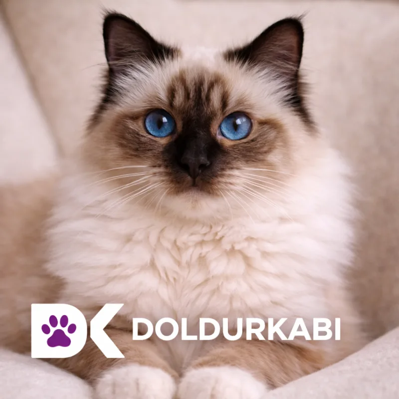 Birman (Kutsal Burma Kedisi)