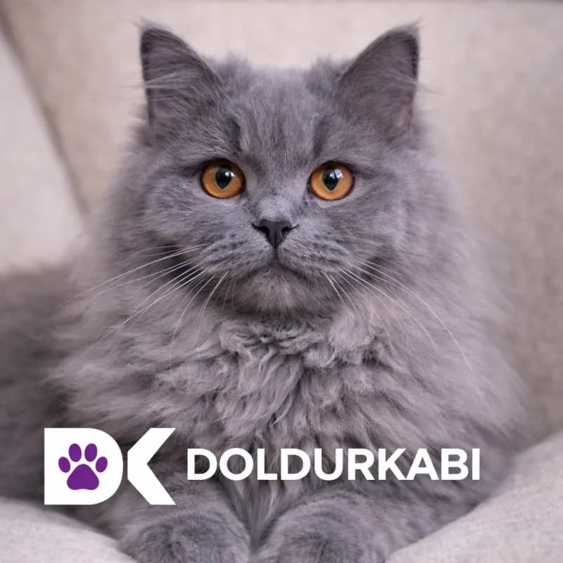 British Longhair (Britanya Uzun Tüylü)