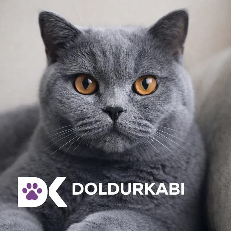 British Shorthair (Britanya Kısa Tüylü)