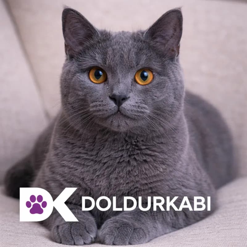 Chartreux (Şartröz)