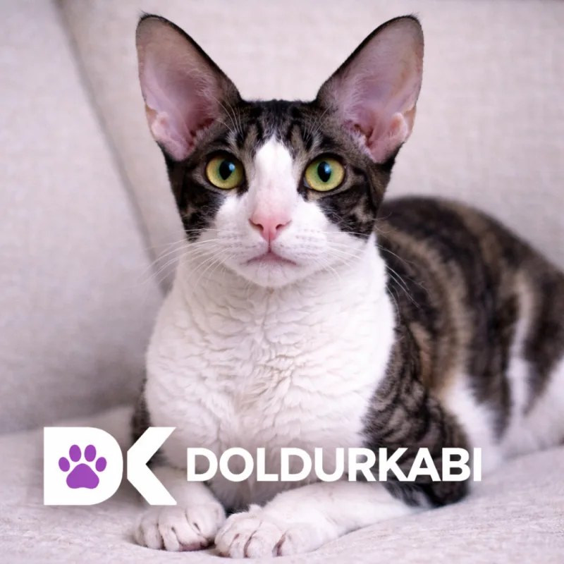 Cornish Rex