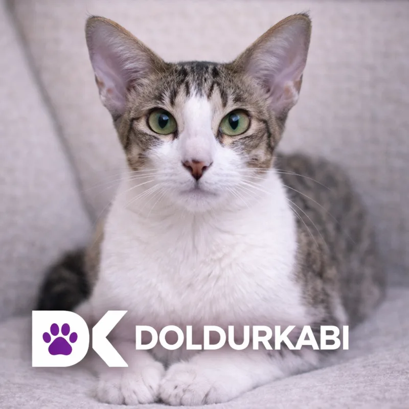Oriental Shorthair (Oryantal Kısa Tüylü)