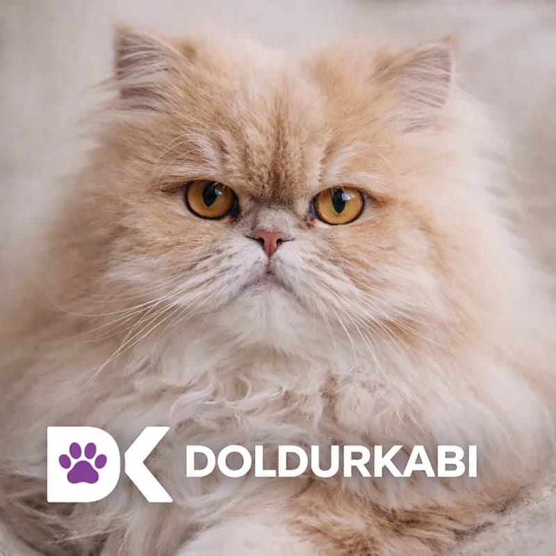 Persian (İran Kedisi)