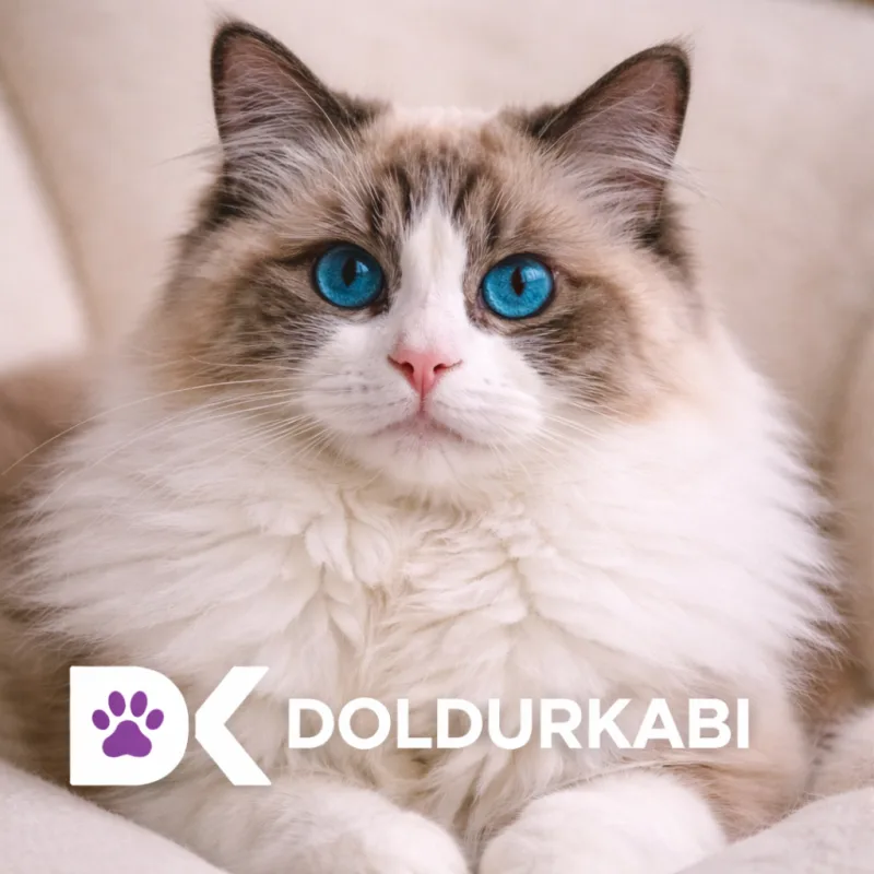 Ragdoll