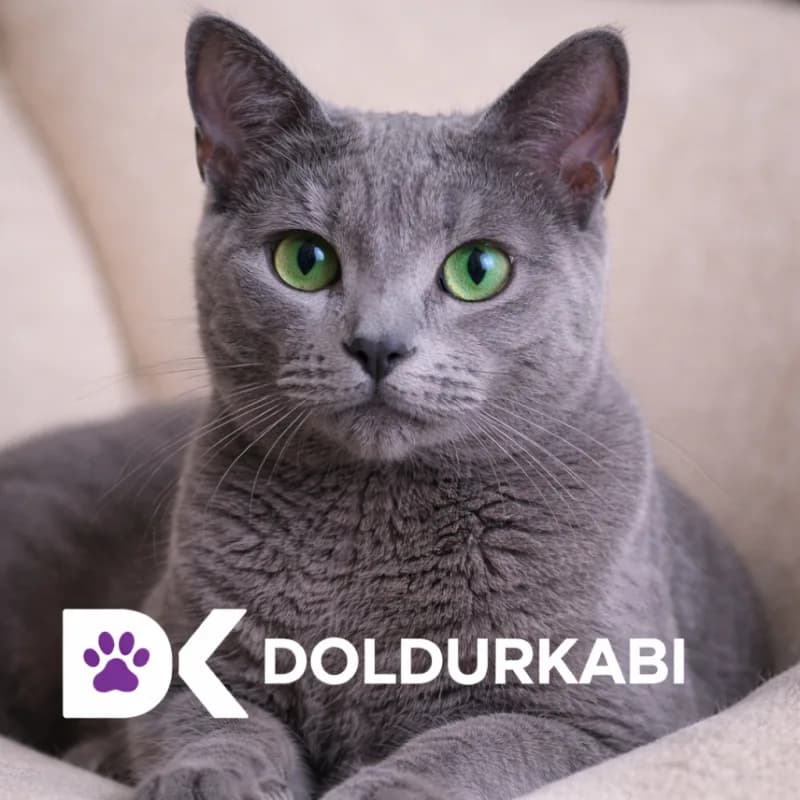 Russian Blue (Rus Mavisi)