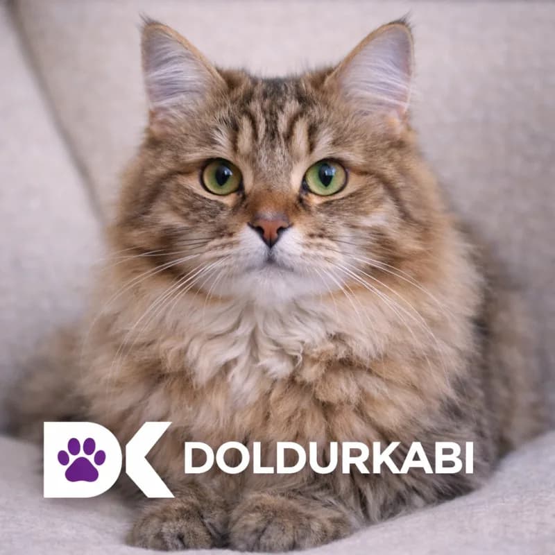 Siberian (Sibirya Kedisi)