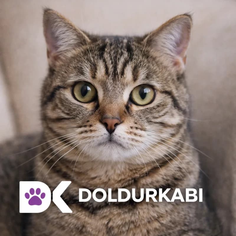 Tekir (Tekir Kedi)
