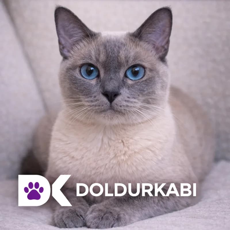 Tonkinese (Tonkinese)