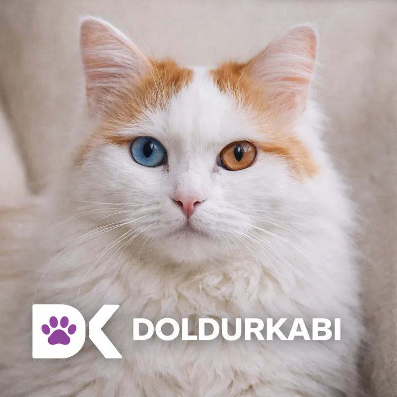 Turkish Van (Van Kedisi)
