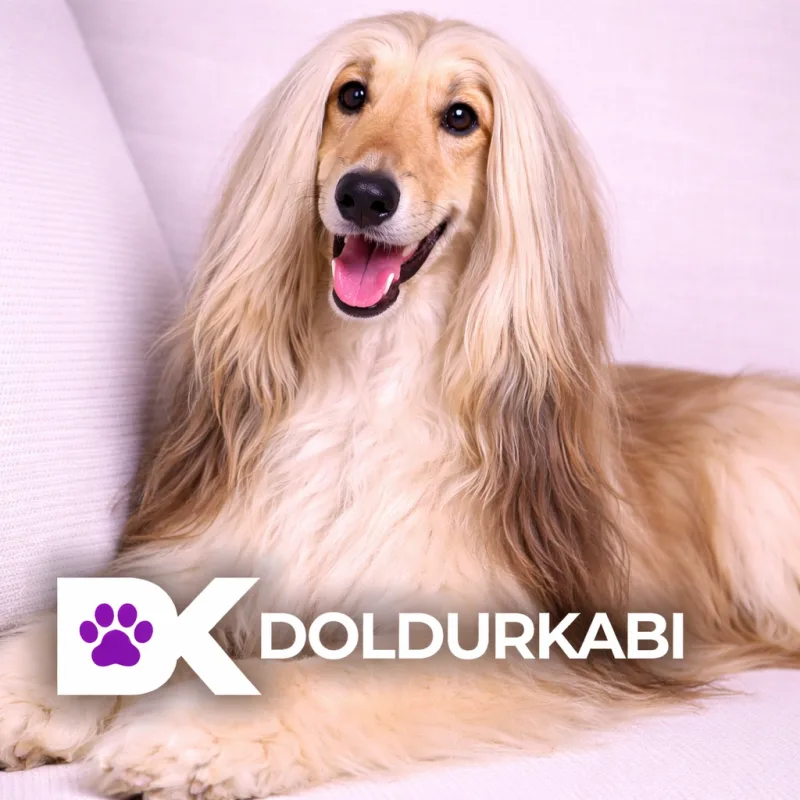 Afghan Hound (Afgan Tazısı)