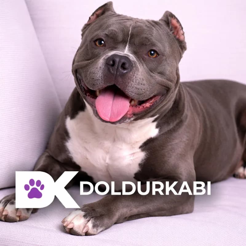 American Bully (American Bully)