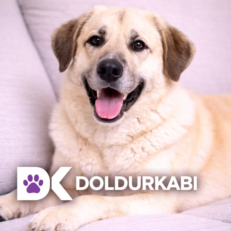 Anatolian Shepherd (Anadolu Çoban Köpeği)