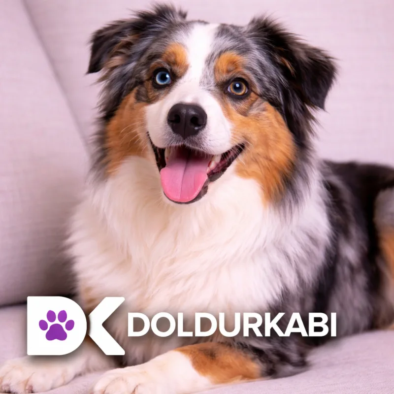 Australian Shepherd (Avustralya Çoban Köpeği)