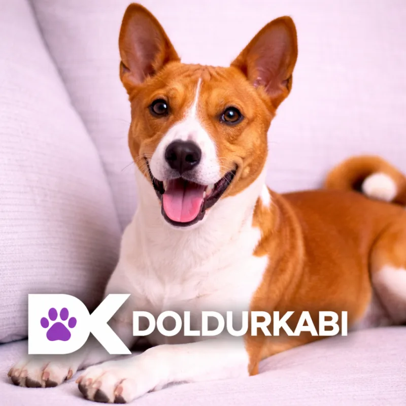 Basenji (Basenji)