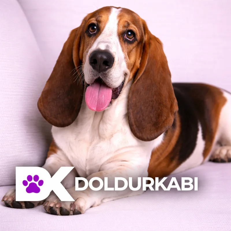 Basset Hound (Basset Hound)