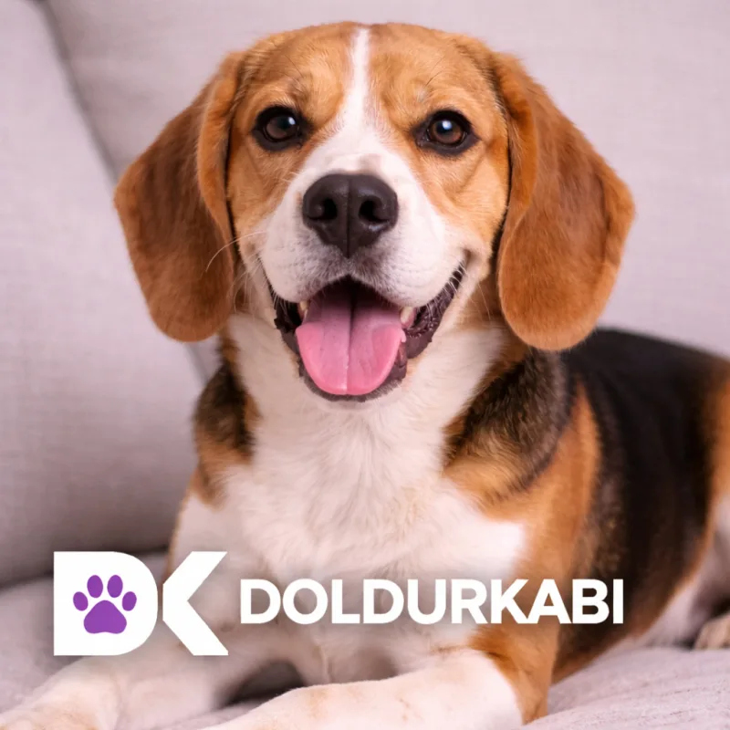 Beagle