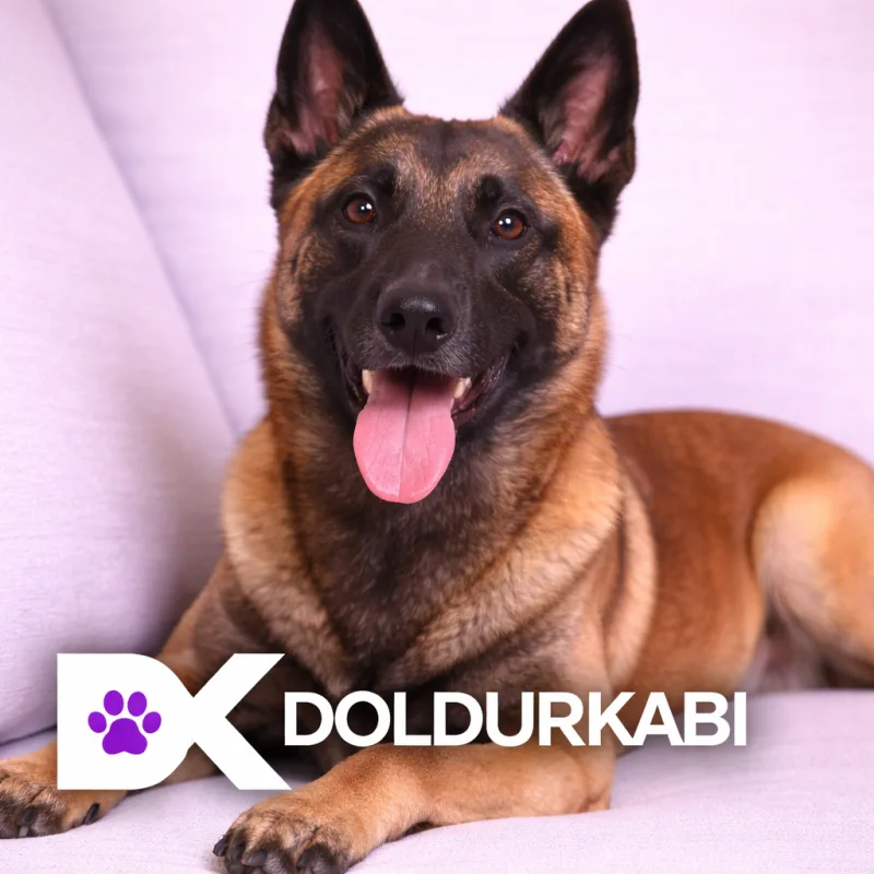 Belgian Malinois (Belçika Malinois)