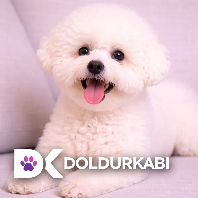 Bichon Frise