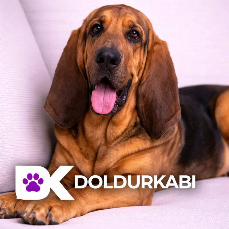 Bloodhound (Bloodhound)