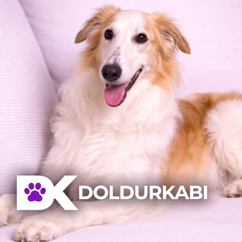 Borzoi (Rus Tazısı)