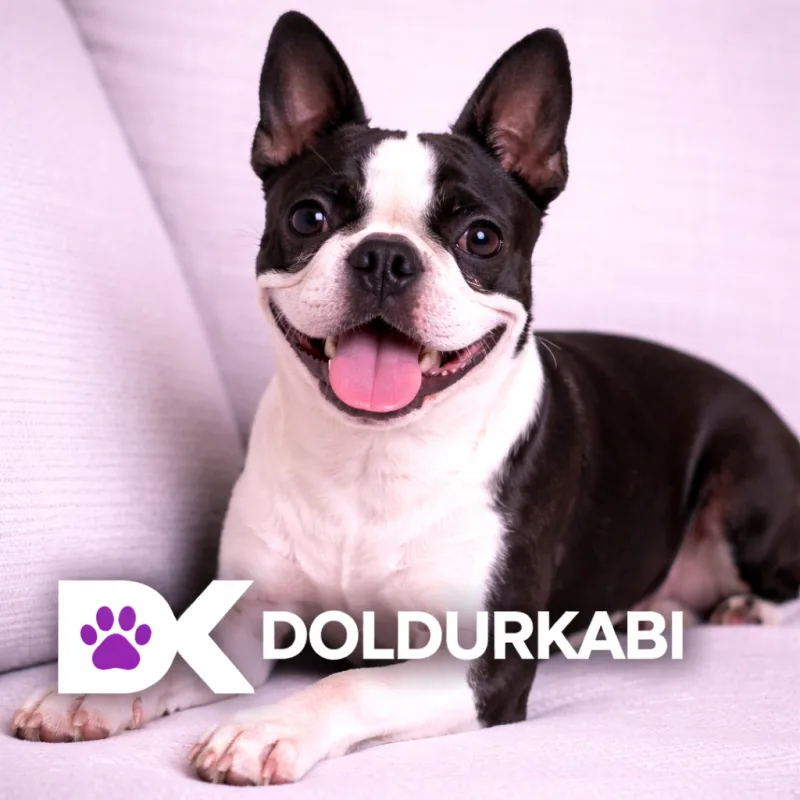 Boston Terrier (Boston Terrier)