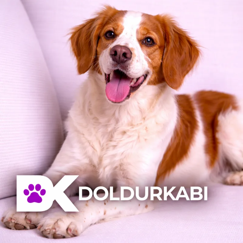 Brittany (Brittany Spaniel)