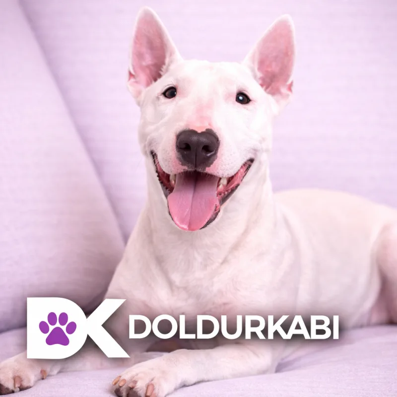 Bull Terrier (Bull Terrier)