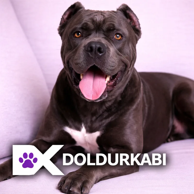 Cane Corso (Cane Corso)