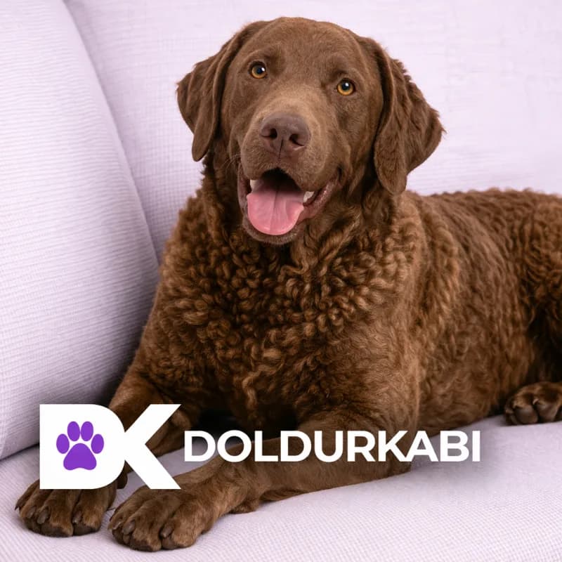 Chesapeake Bay Retriever (Chesapeake Bay Retriever)