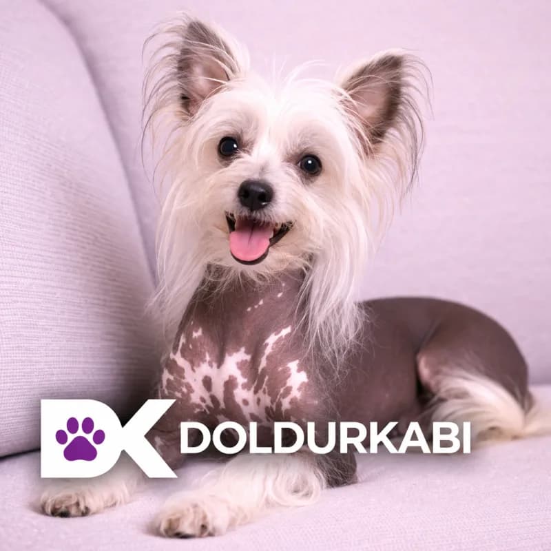 Chinese Crested (Çin Tepeli Köpeği)