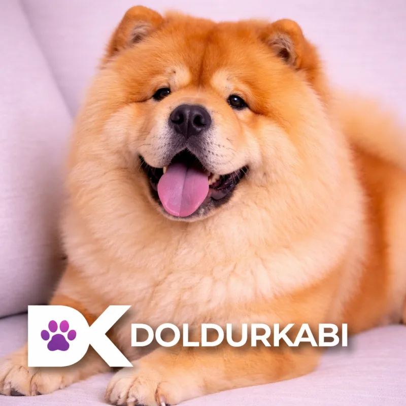 Chow Chow