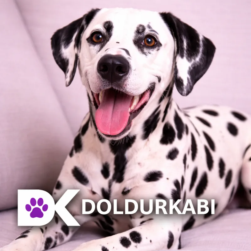 Dalmatian (Dalmaçyalı)