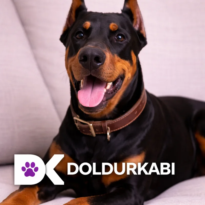 Doberman Pinscher