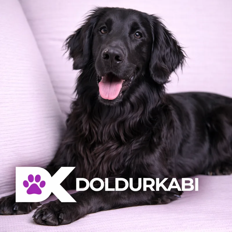 Flat-Coated Retriever (Düz Tüylü Retriever)