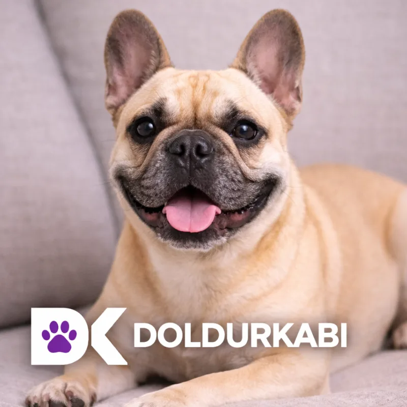 Fransız Bulldog