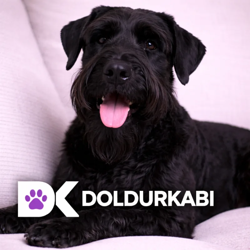 Giant Schnauzer (Dev Schnauzer)