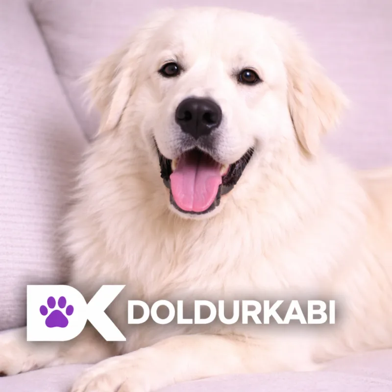 Great Pyrenees (Büyük Pirene)
