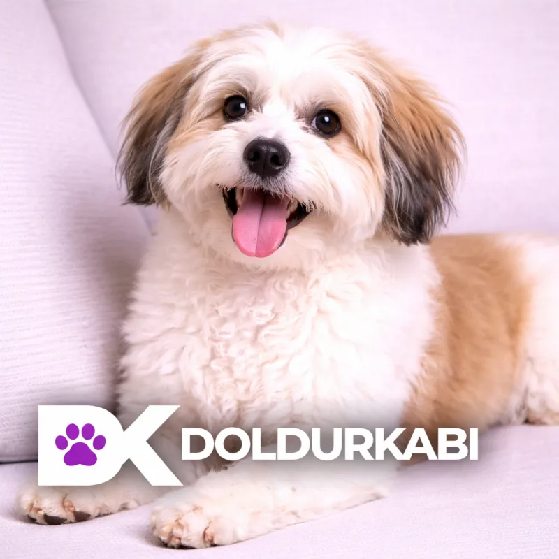 Havanese (Havanese)