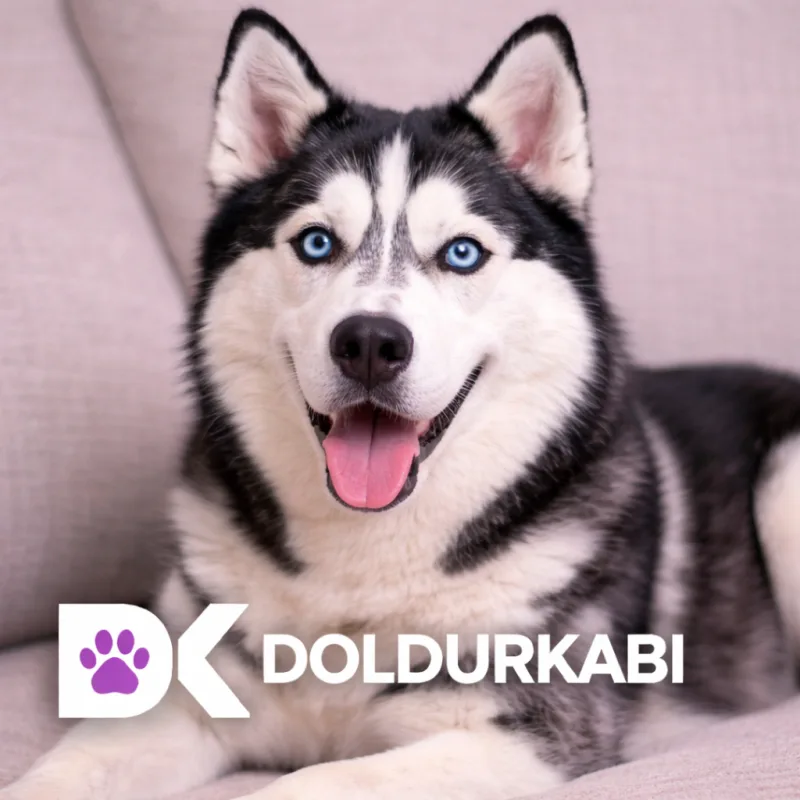 Husky (Sibirya Husky)