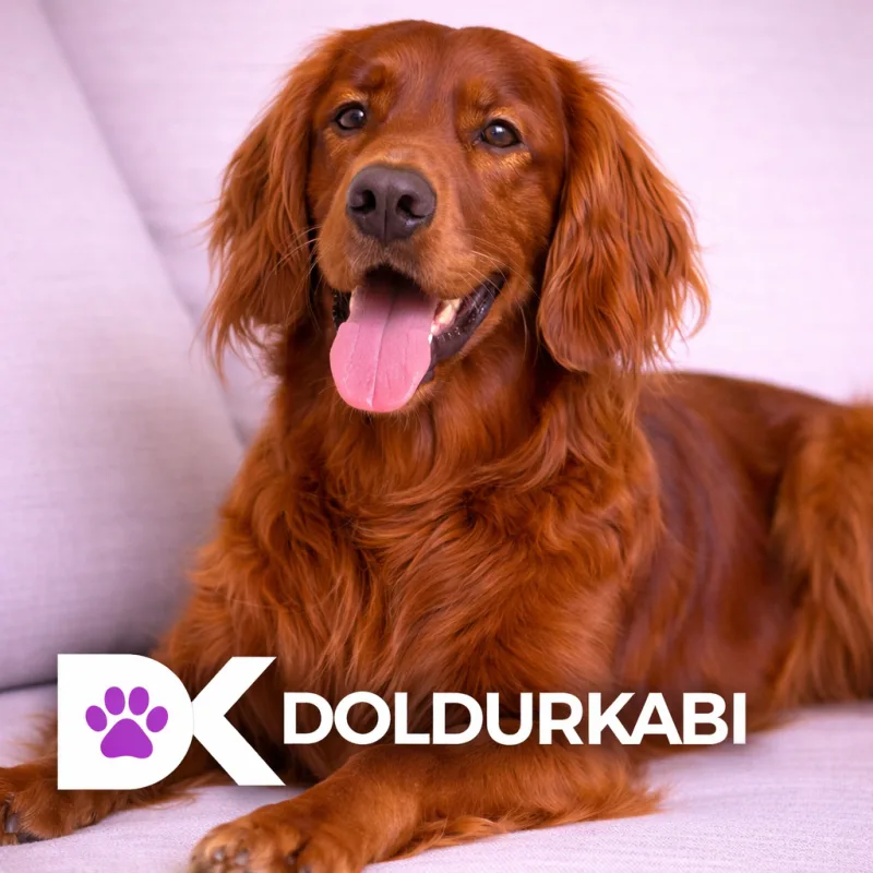 Irish Setter (İrlanda Setter)