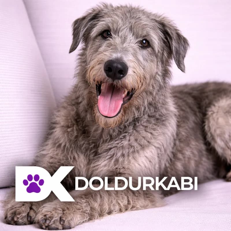 Irish Wolfhound (İrlanda Kurt Köpeği)