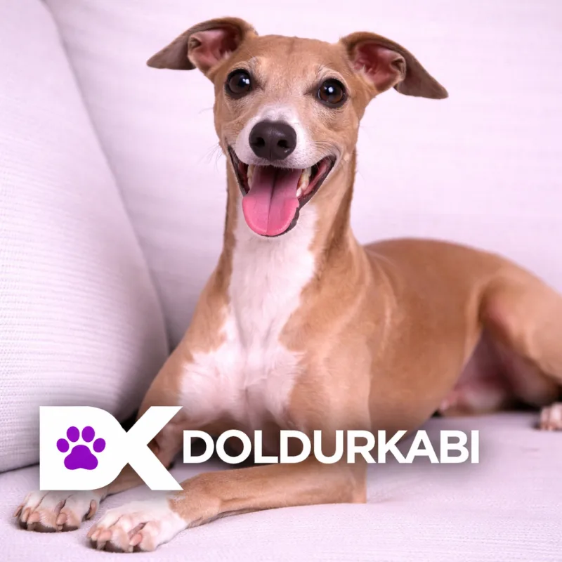 Italian Greyhound (İtalyan Greyhound)