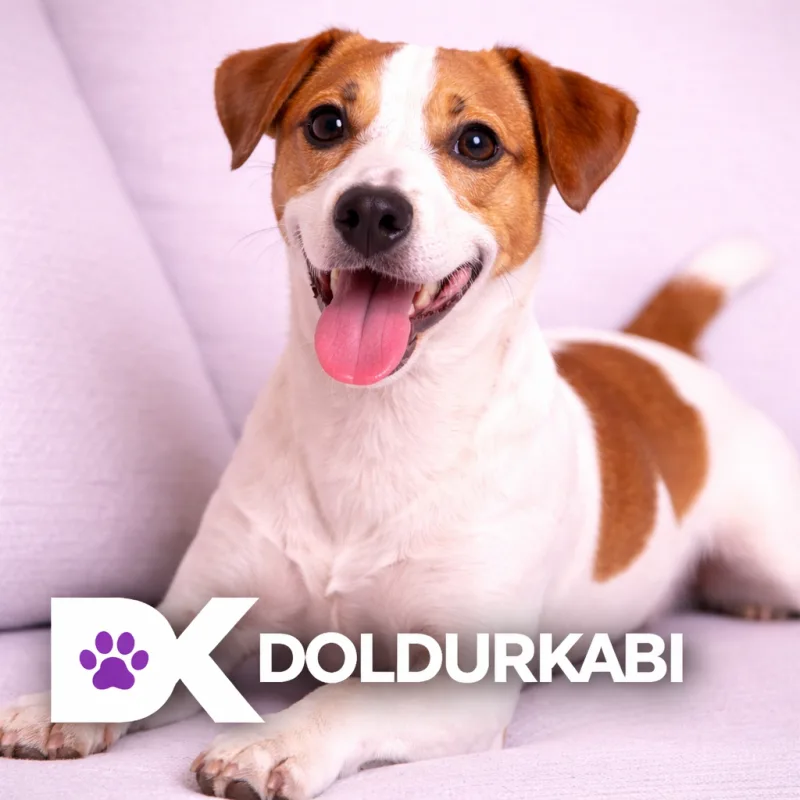 Jack Russell Terrier (Jack Russell Terrier)