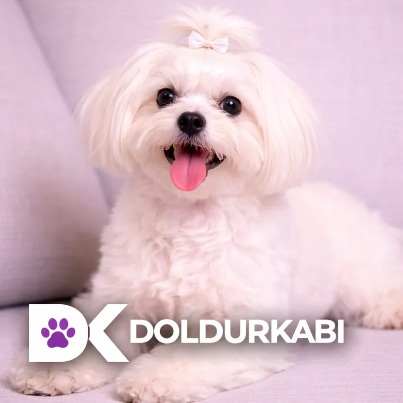 Maltese (Malta Terrier)