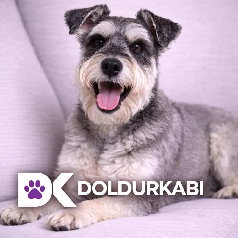 Miniature Schnauzer (Minyatür Schnauzer)