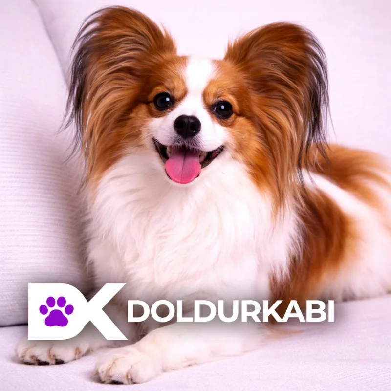 Papillon (Papillon)